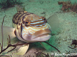 This friendly Smalescale Sandperch (Parapercis robinsoni)... by Brian Mayes 
